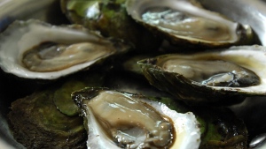 Oysters, file