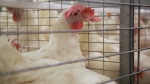 Toronto pins avian flu concerns as reason to end backyard chicken