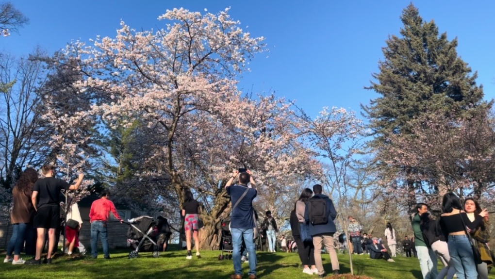 Sick of cherry blossom crowds at High Park? Here are other spots