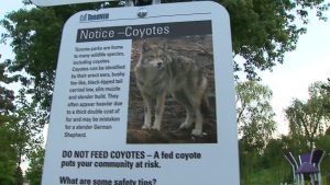 Coyotes remains ' at large' after person bitten in Toronto's west