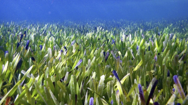 Seagrass meadow