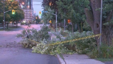 Tree knocked down North York