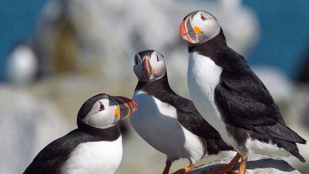 Atlantic puffins CP 