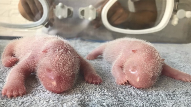 twin Panda cubs