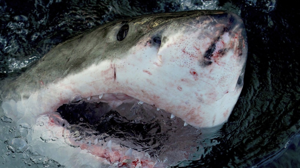 Men Rush to Help Shark Tangled in Fishing Line (WATCH) - Good News Network