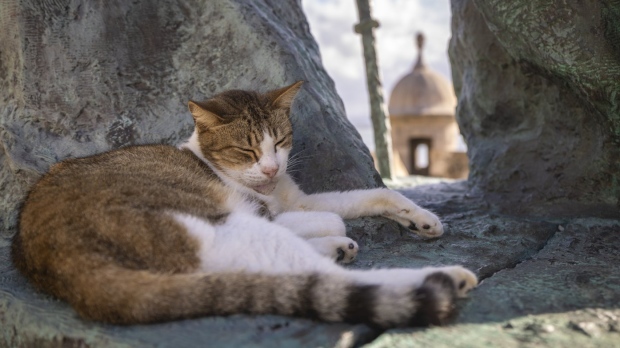 Puerto Rico cats