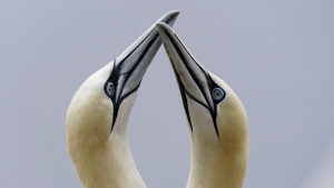 pair of northern gannets