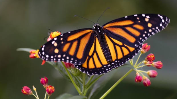 monarch butterfly