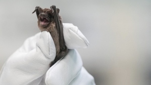 Mexican free-tailed bat