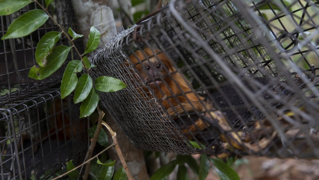 Monkeys looking like lions: Moscow Zoo has now its first rare