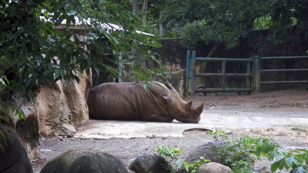 Dr. Juan A. Rivero Zoo in Mayaguez