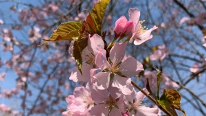 Cherry blossoms