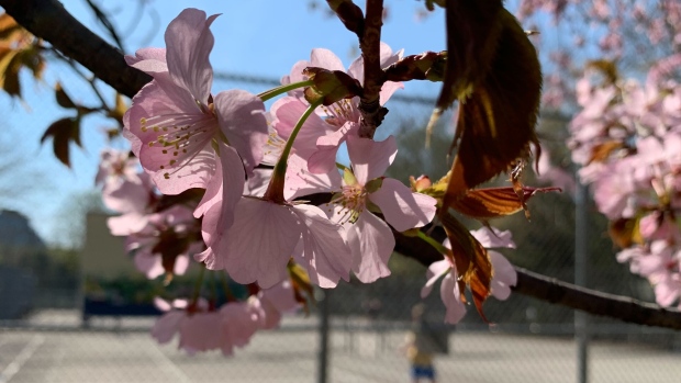 Cherry blossoms