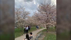 Cherry blossom trees 