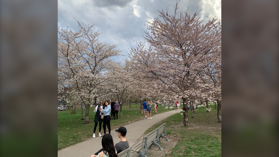 High Park closed to vehicles as Toronto's cherry blossom trees hit their  peak