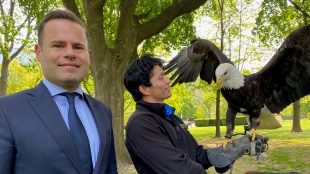 Why bald eagles are nesting in Toronto for the first time