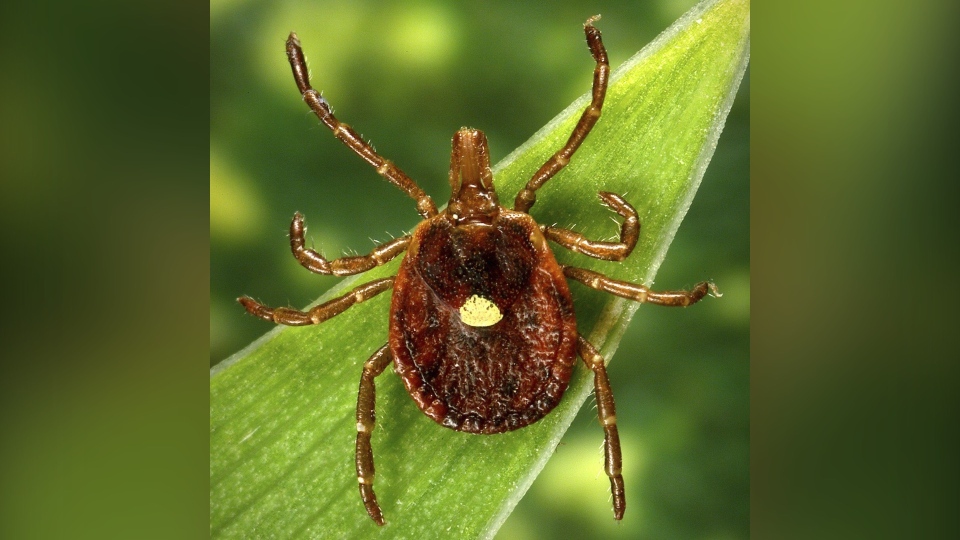 A Meat Allergy Caused By Tick Spit Is Getting More Common CDC Says   Image 