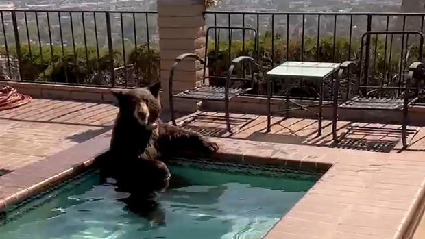 Bear in a Jacuzzi