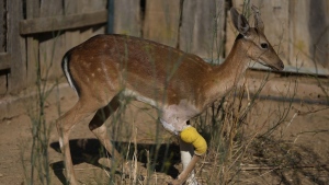 zoo, greece,