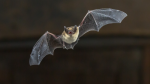 A bat is seen mid-flight in this generic image from Getty. (Source: Getty Images)