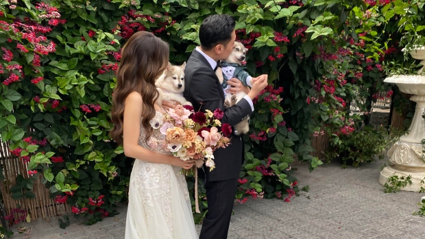 Wedding, Lost dog