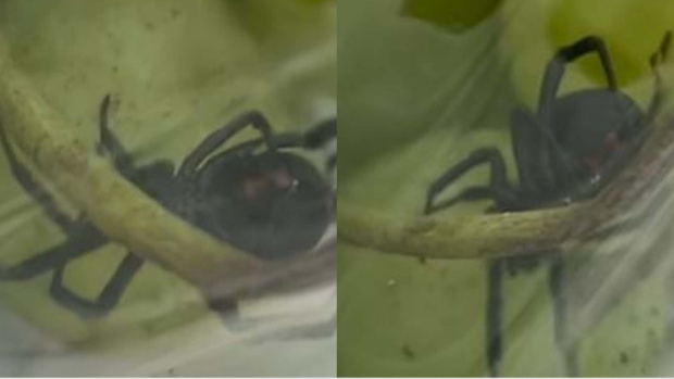 女子从多伦多杂货店带回家的绿葡萄箱中发现一只黑色蜘蛛
