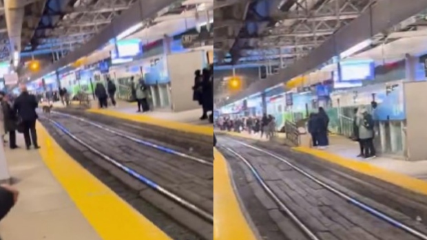 视频显示多伦多联合车站的鹿出现