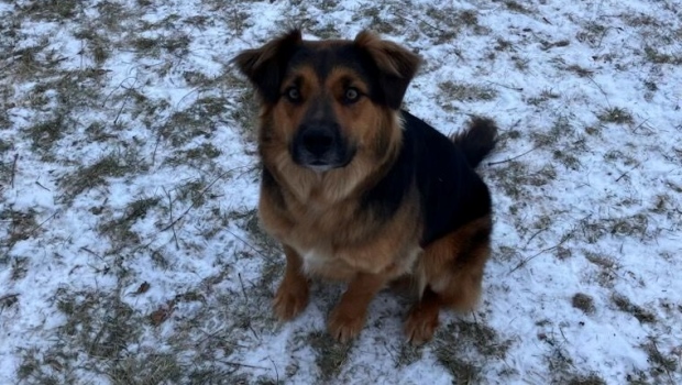 萨斯喀彻温失踪狗狗在多伦多被找到了