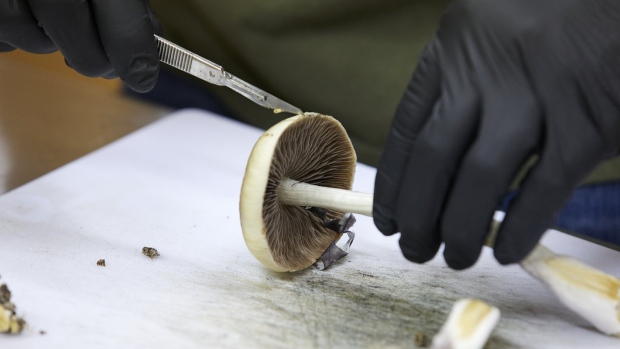psilocybin mushrooms