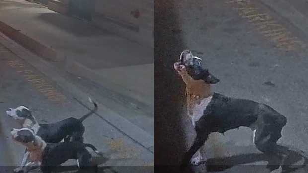Dog attack in Toronto's west end leaves woman with life
