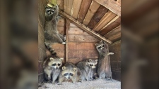 Third Chance Raccoon Rescue and Rehabilitation