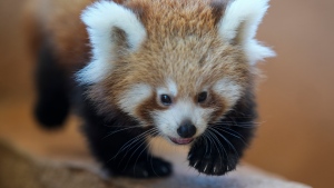 A baby red panda walks inside the Attica Zoological Park in Spata, near Athens, on Wednesday, Sept. 20, 2023. (AP Photo/Petros Giannakouris)