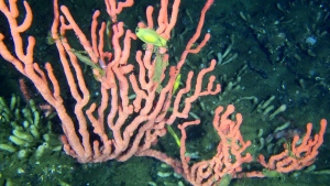 Coral reef that 'shouldn't exist' thrives off B.C.'s Pacific Ocean