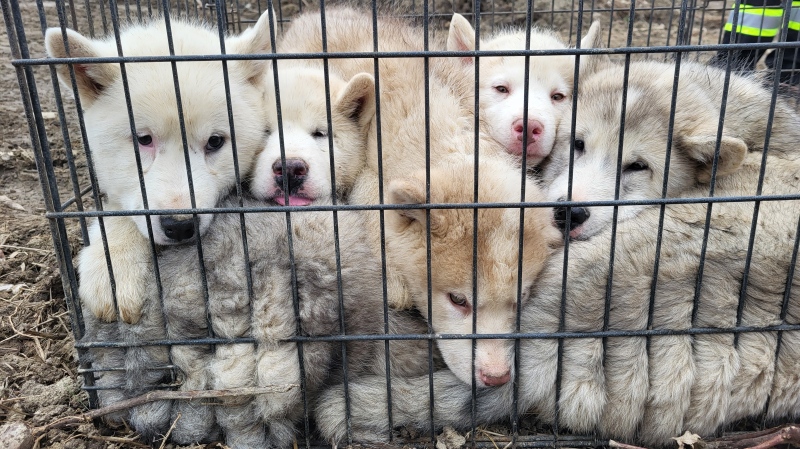 Six puppies found abandoned on side of road in York Region