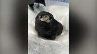 Phoebe, shown here in a recent handout photo, is one of four baby crows staying at The Rock Wildlife Rescue animal rehabilitation centre in Torbay, N.L. THE CANADIAN PRESS/HO-Karen Gosse, *MANDATORY CREDIT*