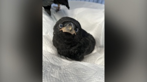 Phoebe, shown here in a recent handout photo, is one of four baby crows staying at The Rock Wildlife Rescue animal rehabilitation centre in Torbay, N.L. THE CANADIAN PRESS/HO-Karen Gosse, *MANDATORY CREDIT*