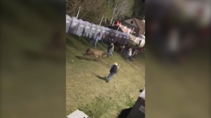 Shocking moment of bull leaping over fence