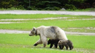 Parks Canada says a rare white grizzly bear and her cubs have died after separate car crashes in Yoho National Park, B.C., on June 6, 2024. The bear, designated GB178 and known as Nakoda, is seen with her cubs in an undated handout photo. THE CANADIAN PRESS/HO-Government of Canada