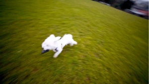 The science behind 'the zoomies' 