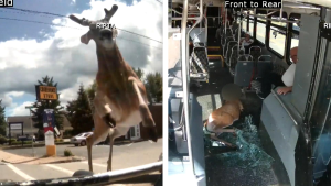 Deer crashes through bus 