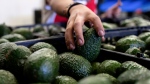 A worker packs avocados at a plant in Uruapan, Michoacan state, Mexico, Friday, Feb. 9, 2024. (AP Photo/Armando Solis)