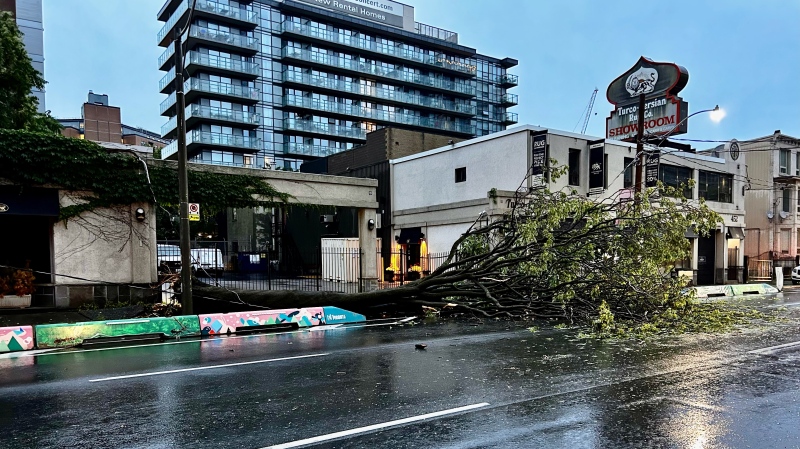 A fallen tree lies in the road on Richmond Street in downtown Toronto following a thunderstorm Thursday June 20, 2024. (Mike Nguyen /CP24)