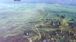 A medium-density bloom of blue-green algae species in Nova Scotia, near the shoreline of a lake. (Source: Department of Environment and Climate Change) 
