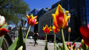 Tulips bloom as people make their way along Wellington Street and past the Bank of Canada in Ottawa on Monday, May 6, 2024. THE CANADIAN PRESS/Sean Kilpatrick
