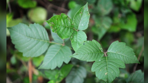 poison ivy