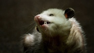 An opossum is shown in Davie, Fla., in a Tuesday, May 13, 2013, file photo. THE CANADIAN PRESS/AP
