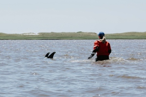 A trained volunteer attempts to herd stranded dolphins into deeper waters Friday, June 28, 2024, in Wellfleet, Mass. As many as 125 Atlantic white-sided dolphins became stranded Friday on Cape Cod and at least 10 died, prompting an intensive rescue effort, according to the International Fund for Animal Welfare. (Stacey Hedman/IFAW via AP)