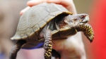 An eastern box turtle at the Kansas Herpetological Society. (The Joplin Globe / AP Photo, T. Rob Brown)
