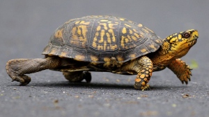 In a photo taken Saturday May, 2, 2009, a male Eastern Box Turtle moves across a path at Wildwood Lake Sanctuary in Harrisburg, Pa. (Carolyn Kaster/AP Photo) 