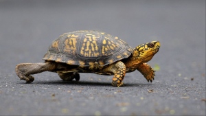 In a photo taken Saturday May, 2, 2009, a male Eastern Box Turtle moves across a path at Wildwood Lake Sanctuary in Harrisburg, Pa. (AP Photo/Carolyn Kaster, File)